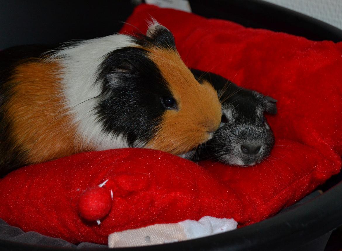 Marsvin Elmo billede 7