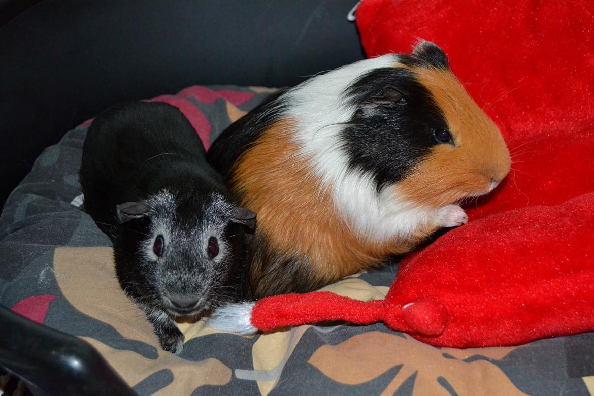 Marsvin Elmo billede 5