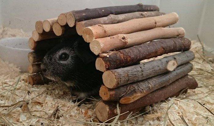 Marsvin Elmo billede 4