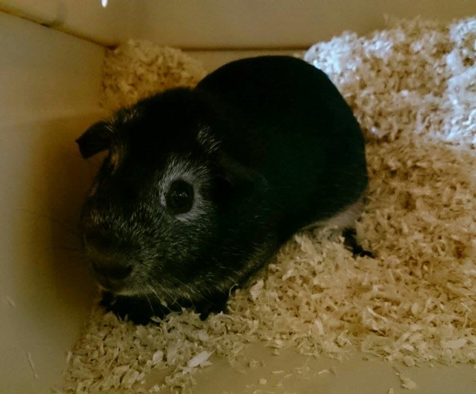 Marsvin Elmo billede 2