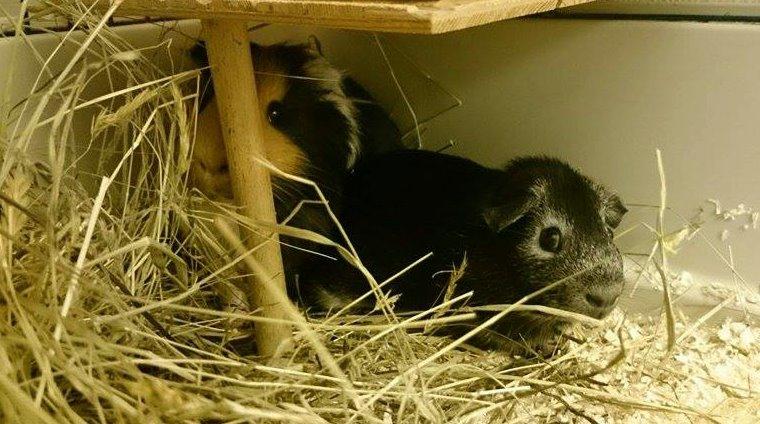 Marsvin Elmo billede 3