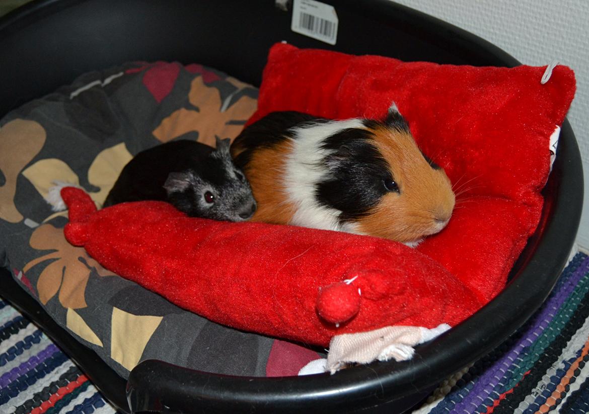 Marsvin Elmo billede 6