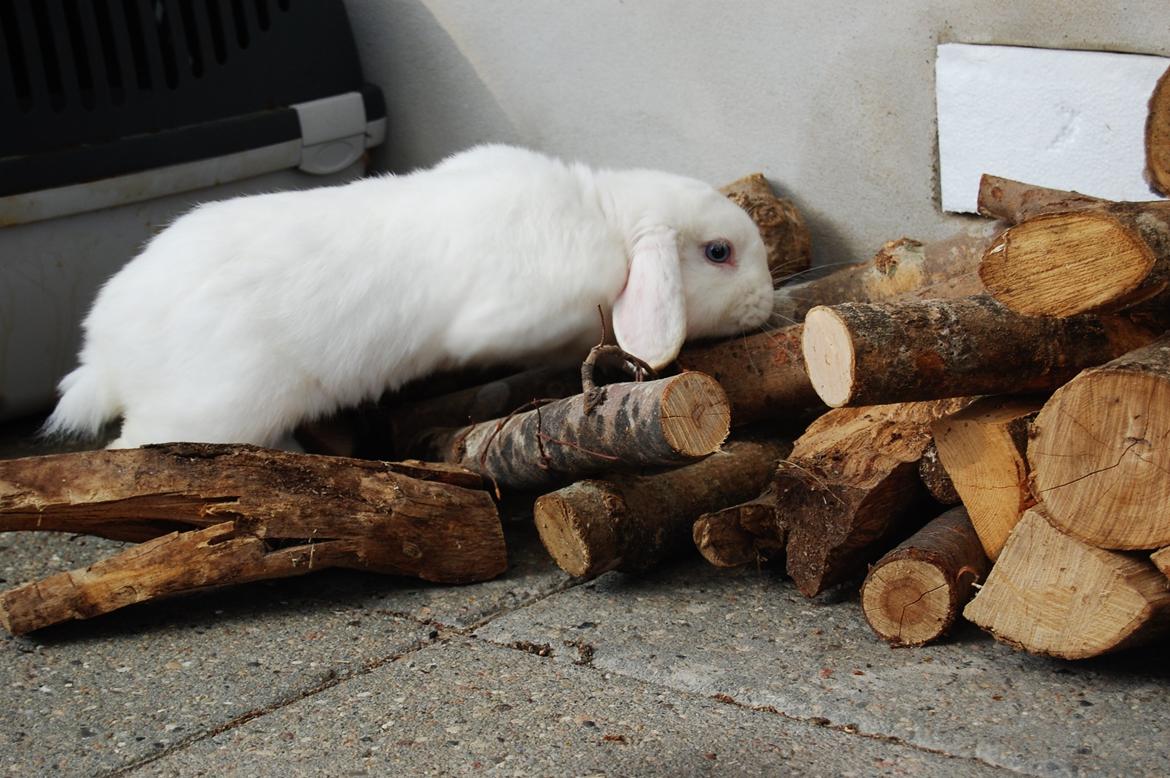 Kanin Cassanova billede 17