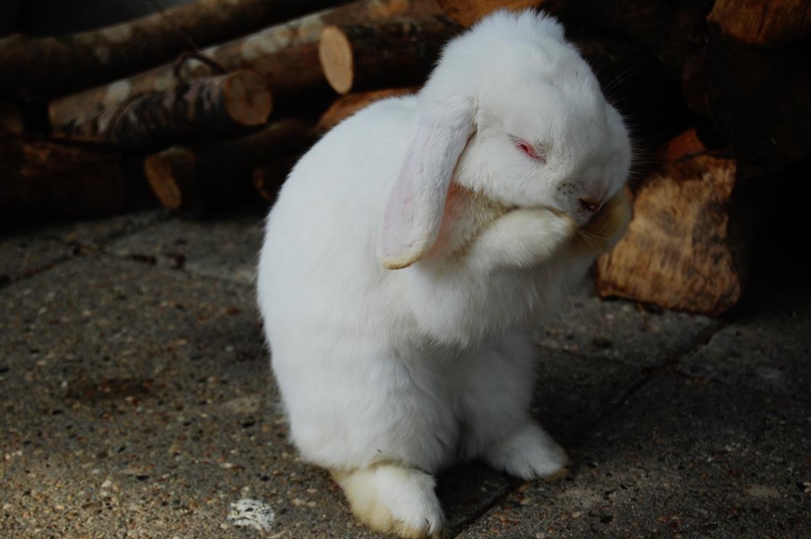 Kanin Cassanova billede 5