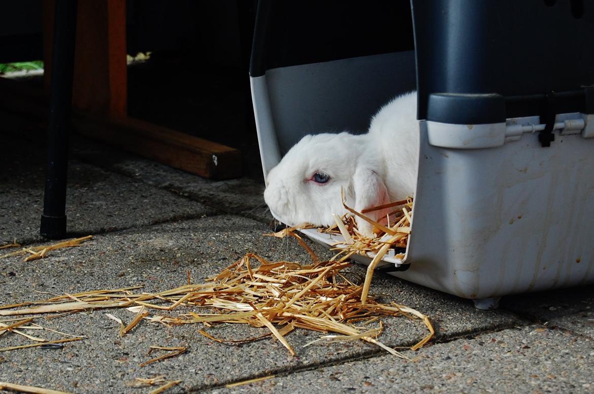 Kanin Cassanova billede 18