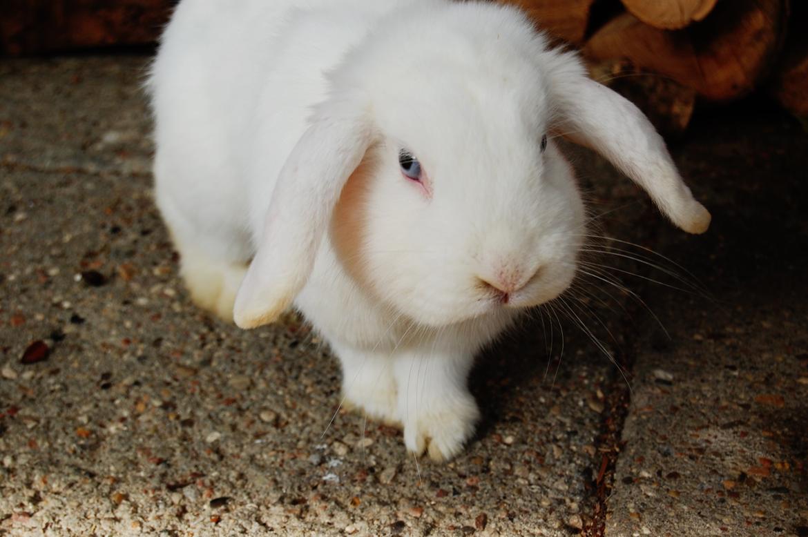 Kanin Cassanova billede 3