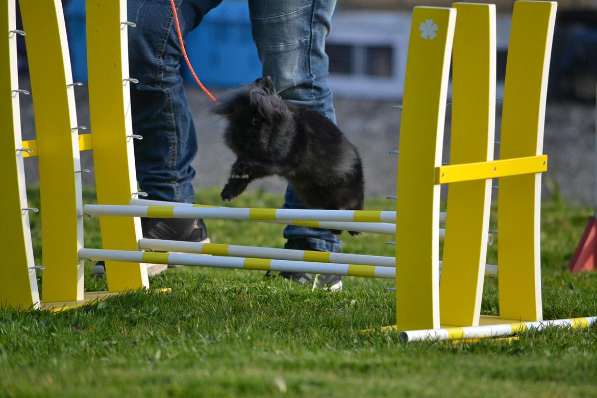 Kanin Kaninbandens BlackBerry billede 2