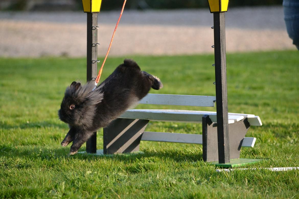 Kanin Kaninbandens BlackBerry billede 14