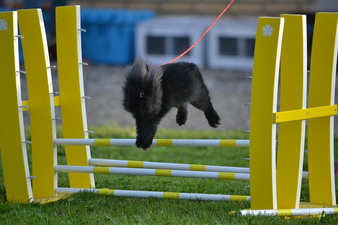 Kanin Kaninbandens BlackBerry billede 7