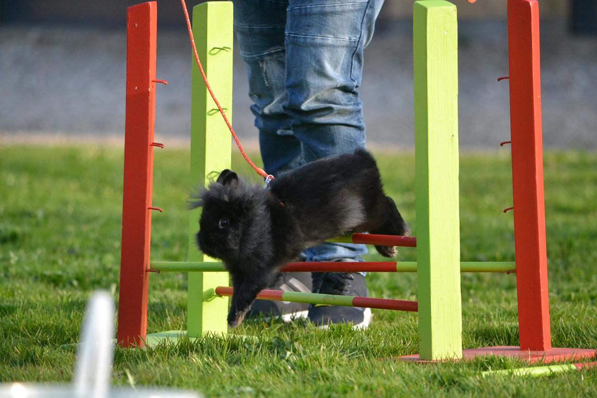 Kanin Kaninbandens BlackBerry billede 4