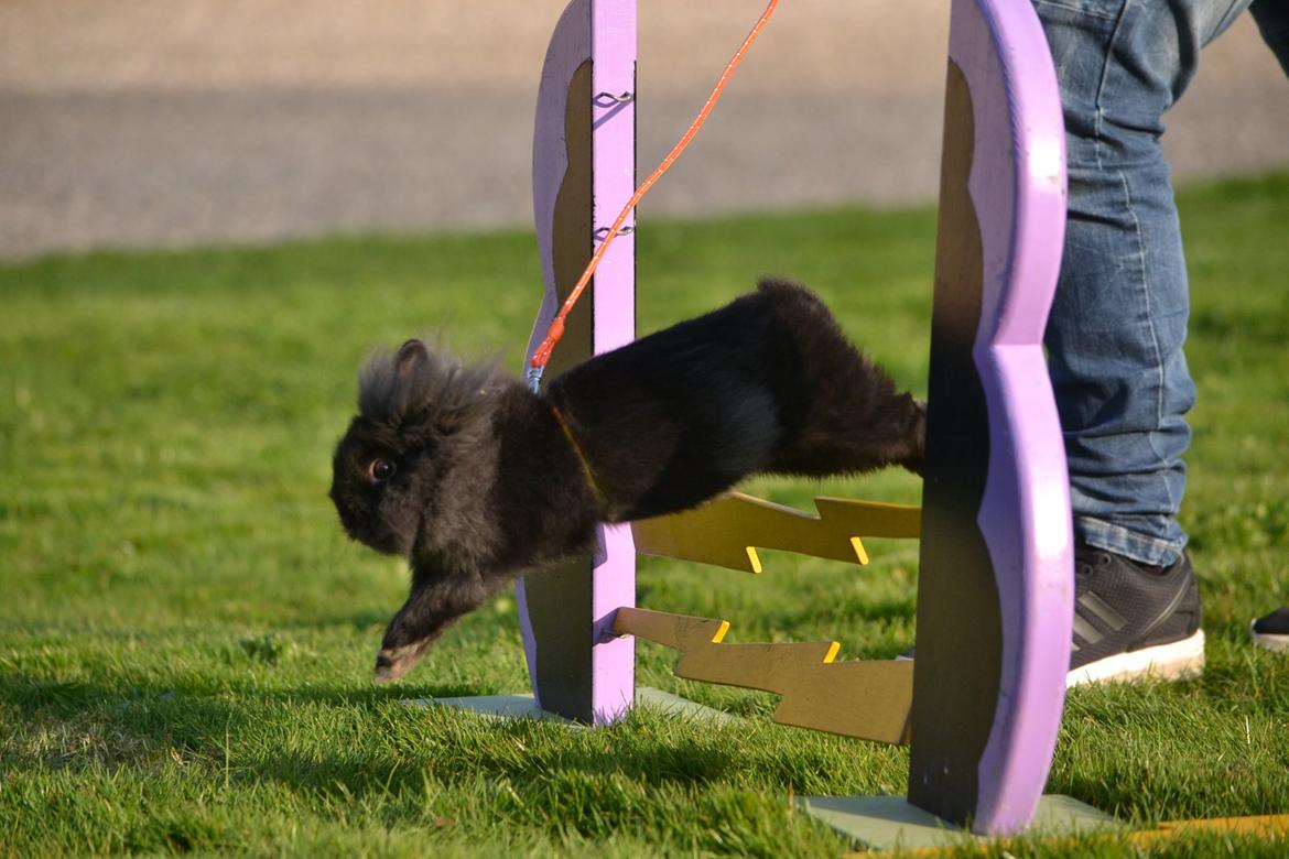 Kanin Kaninbandens BlackBerry billede 12