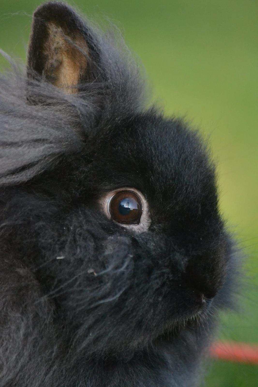 Kanin Kaninbandens BlackBerry billede 22