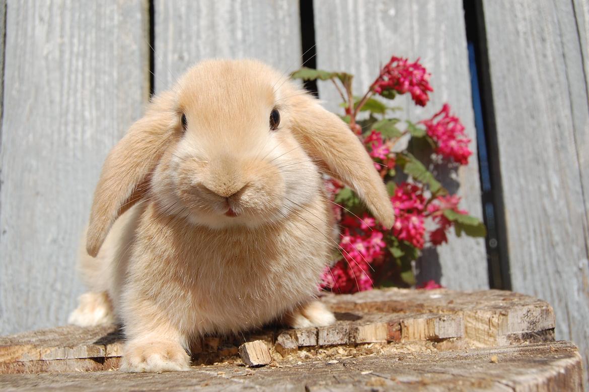 Kanin Aias Kalýtera Athena billede 16