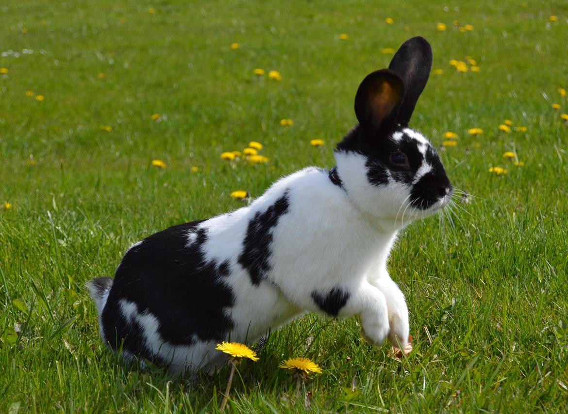 Kanin Vimse aka. "Nullerungen" - april 2015 billede 1