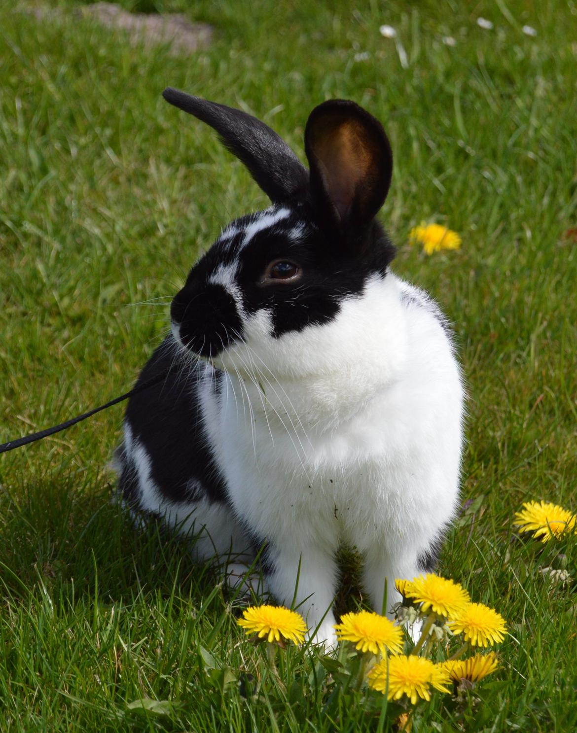 Kanin Vimse aka. "Nullerungen" - april 2015 billede 19