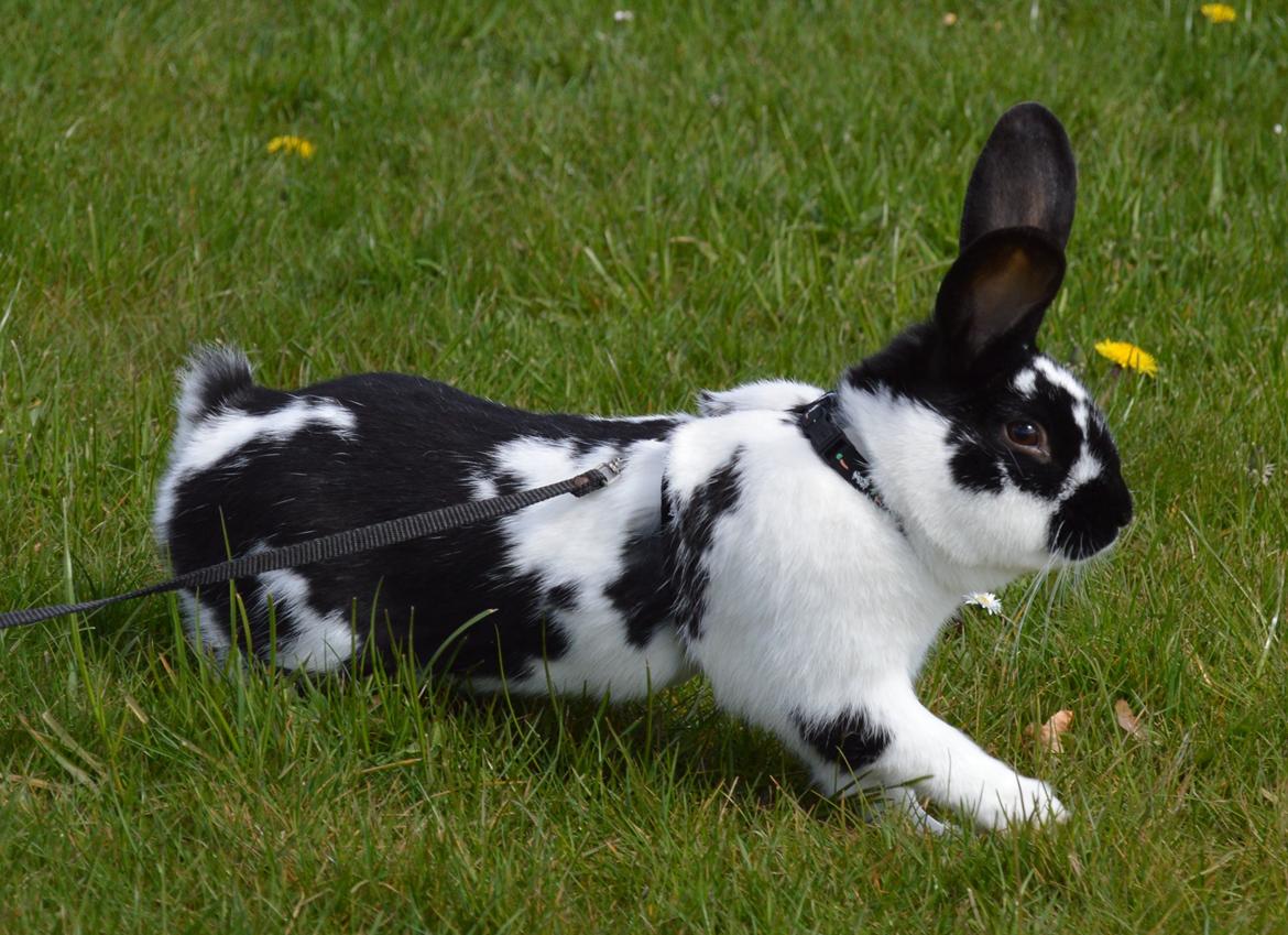 Kanin Vimse aka. "Nullerungen" - april 2015 billede 10