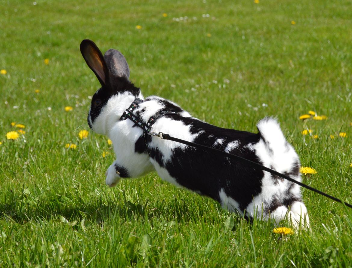 Kanin Vimse aka. "Nullerungen" - april 2015 billede 17