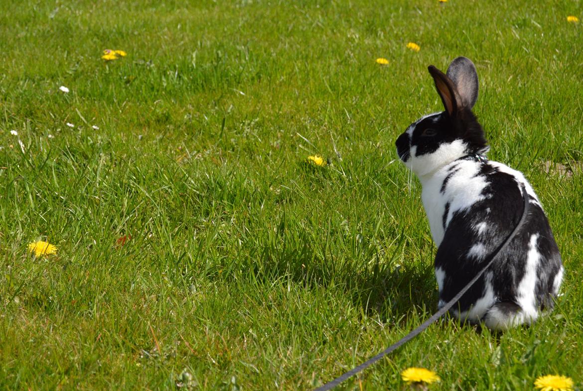 Kanin Vimse aka. "Nullerungen" - april 2015 billede 11