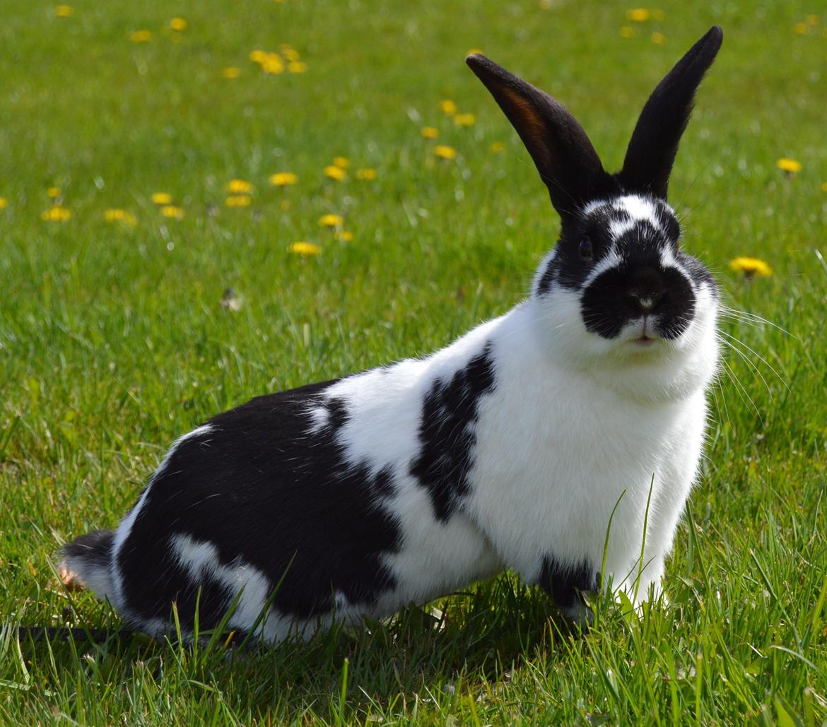 Kanin Vimse aka. "Nullerungen" - april 2015 billede 12