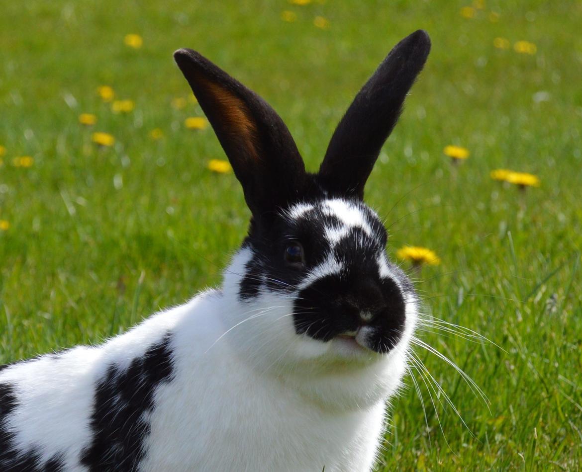 Kanin Vimse aka. "Nullerungen" - april 2015 billede 2