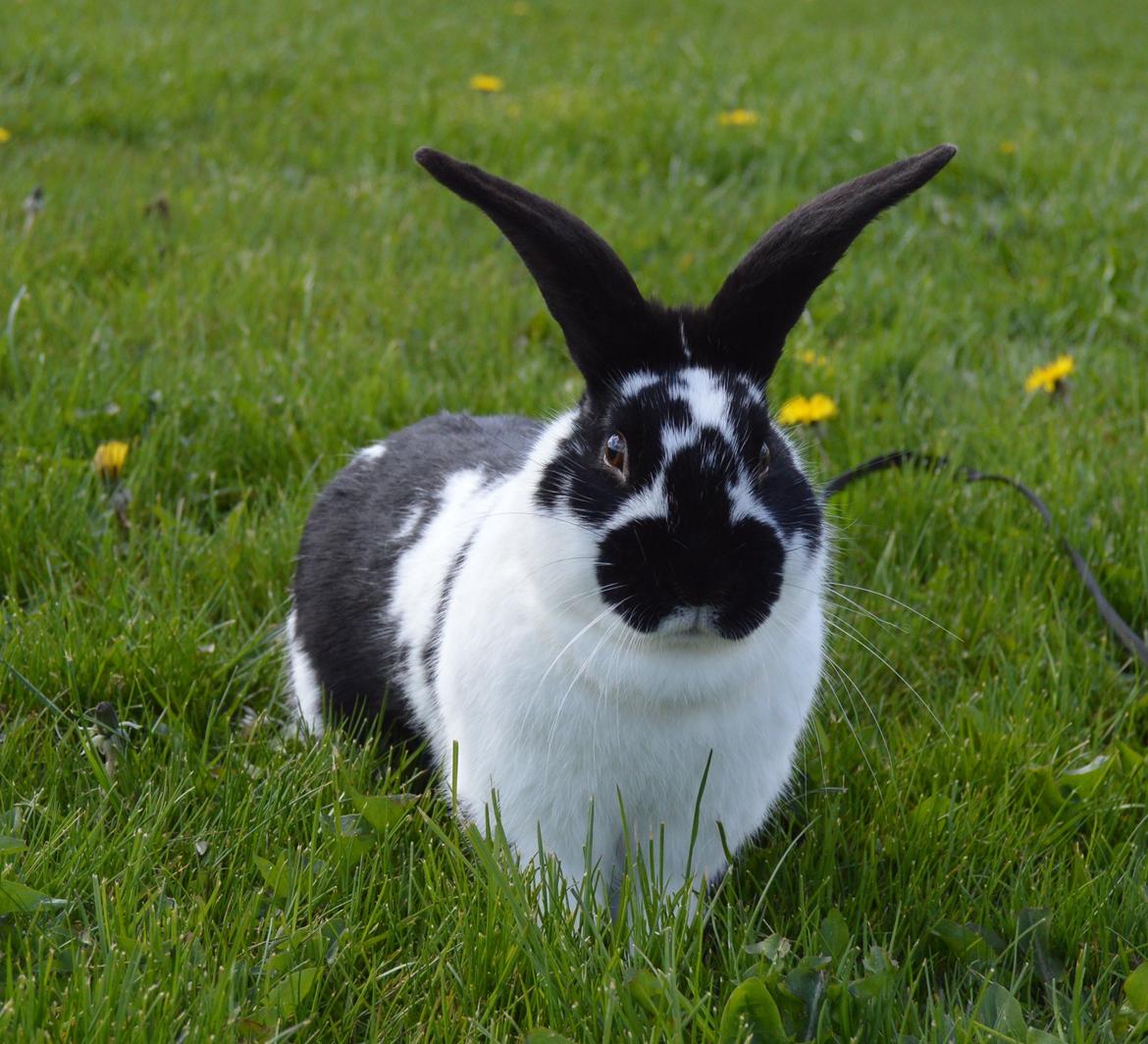 Kanin Vimse aka. "Nullerungen" - april 2015 billede 20