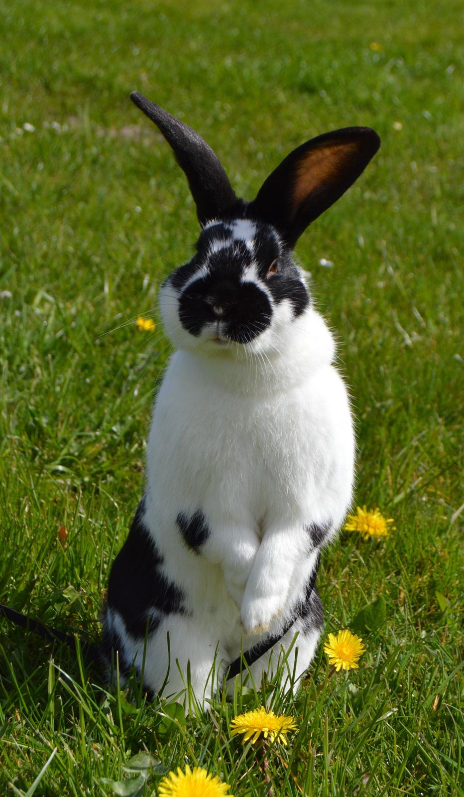 Kanin Vimse aka. "Nullerungen" - april 2015 billede 8