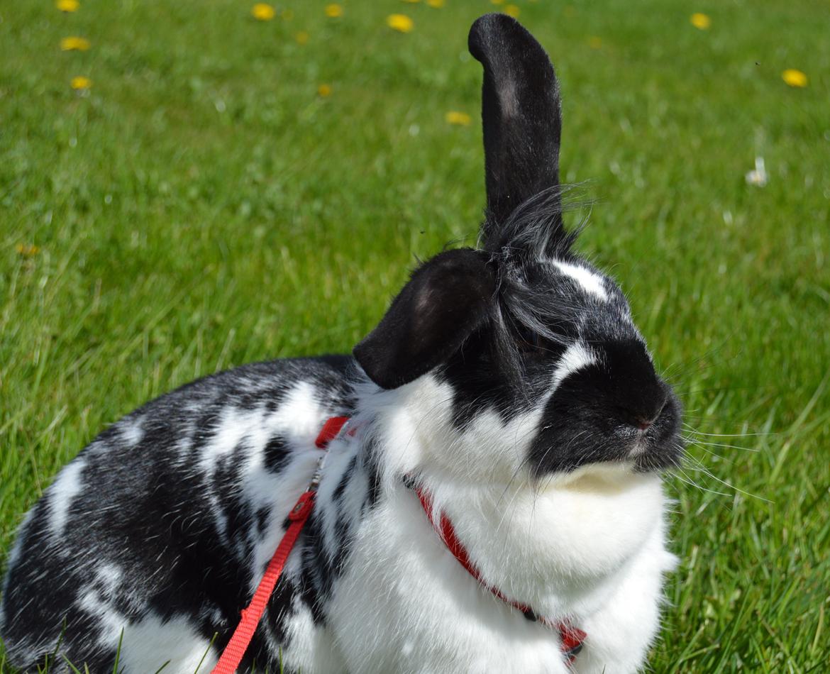 Kanin Tulle - april 2015 billede 9