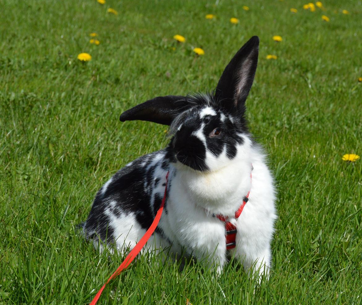 Kanin Tulle - april 2015 billede 17