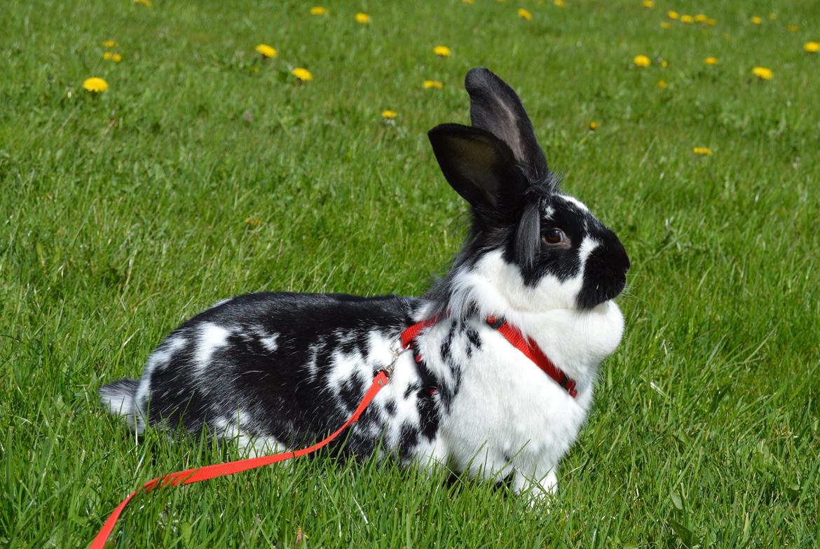 Kanin Tulle - april 2015 billede 24