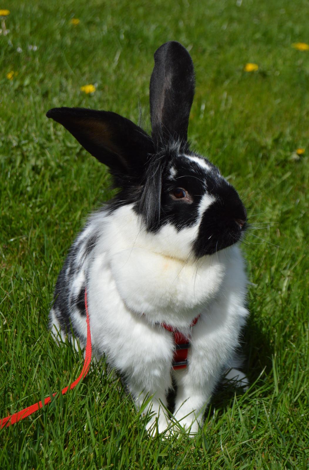 Kanin Tulle - april 2015 billede 26