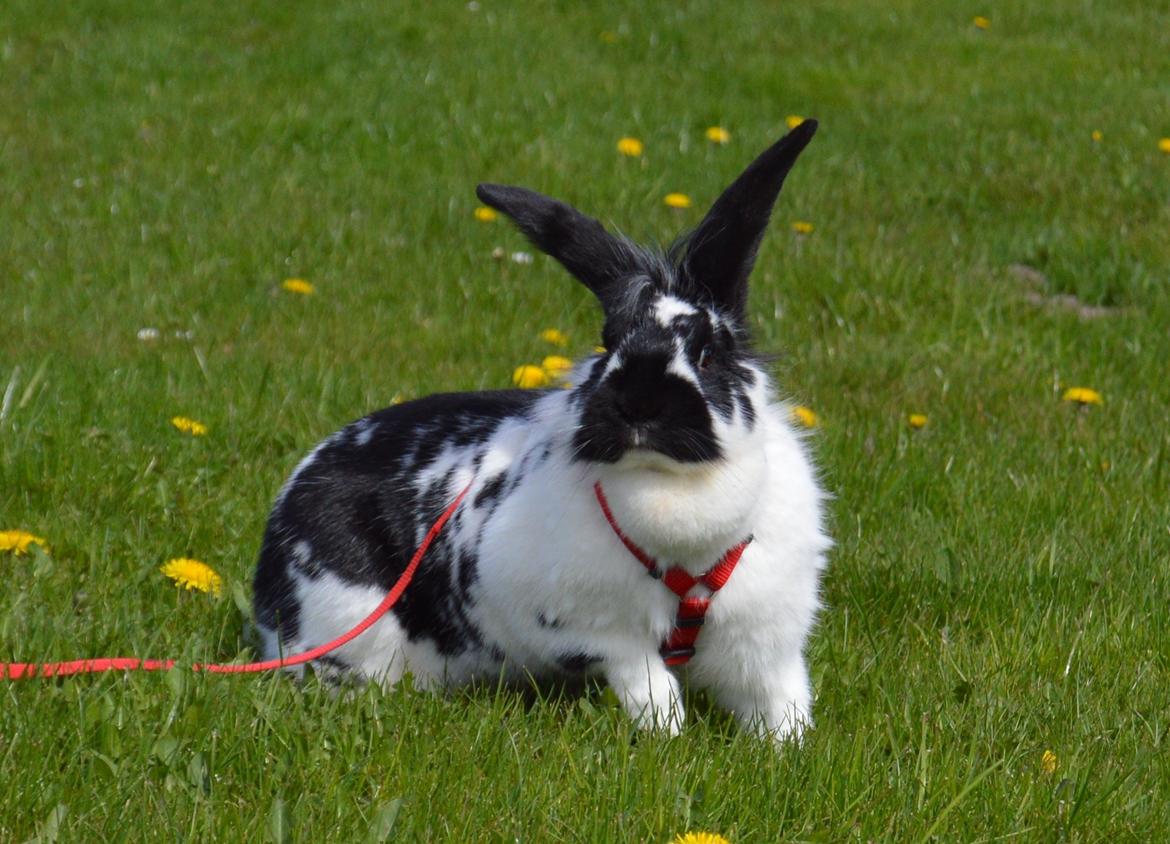 Kanin Tulle - april 2015 billede 7