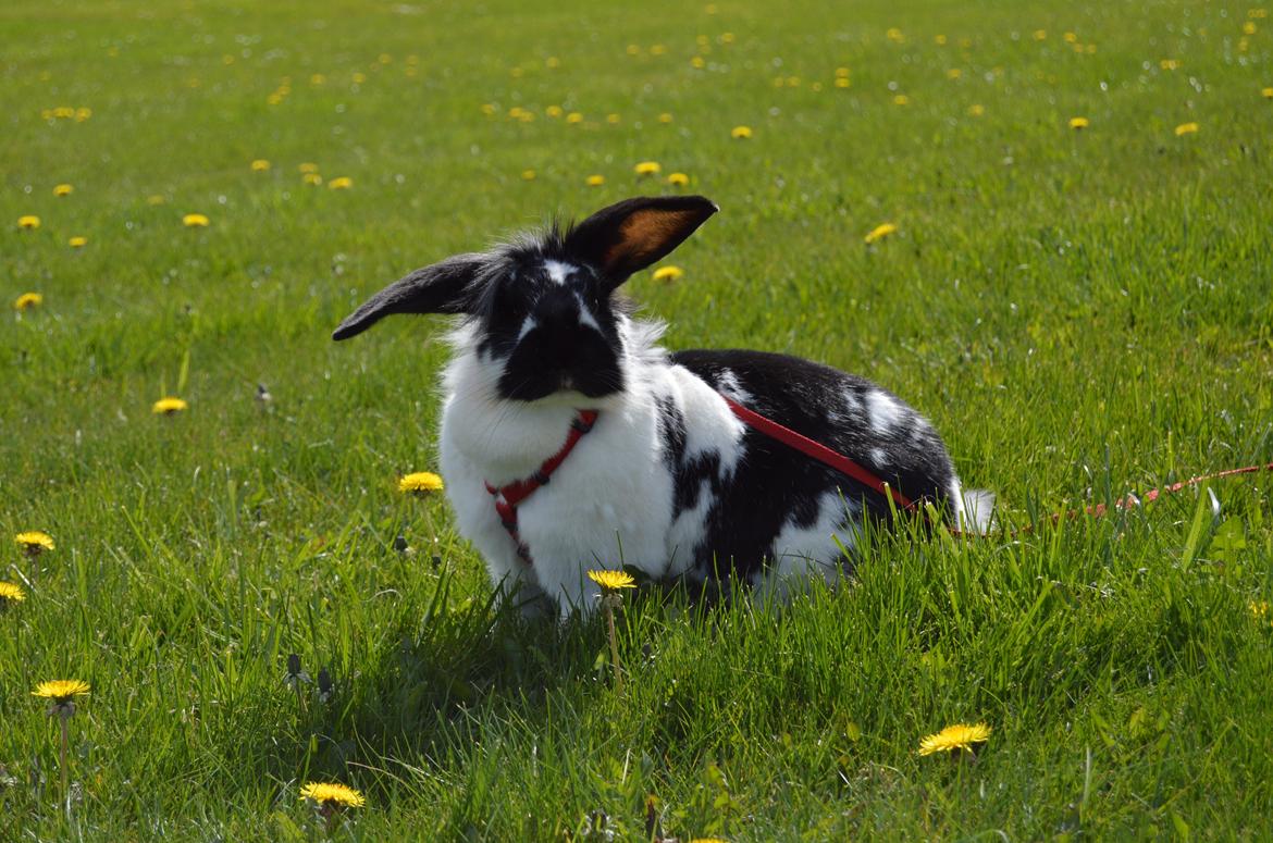 Kanin Tulle - april 2015 billede 11