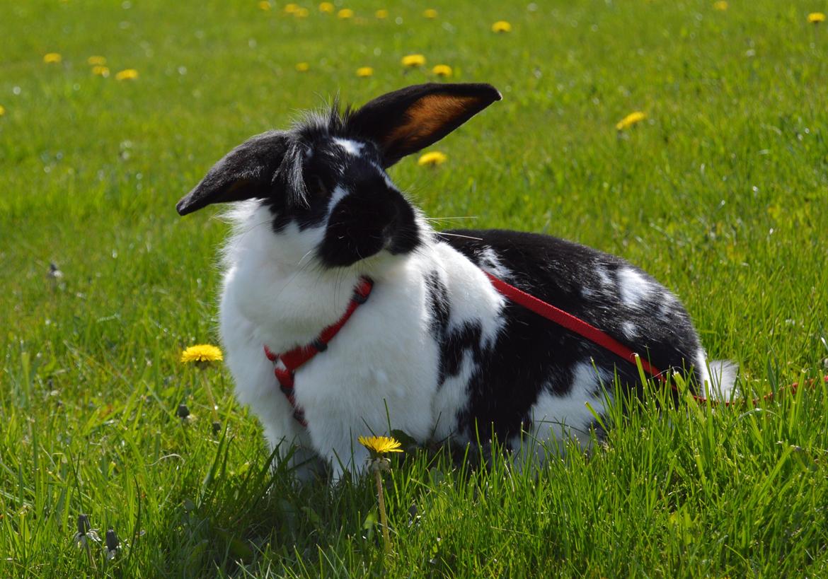 Kanin Tulle - april 2015 billede 1