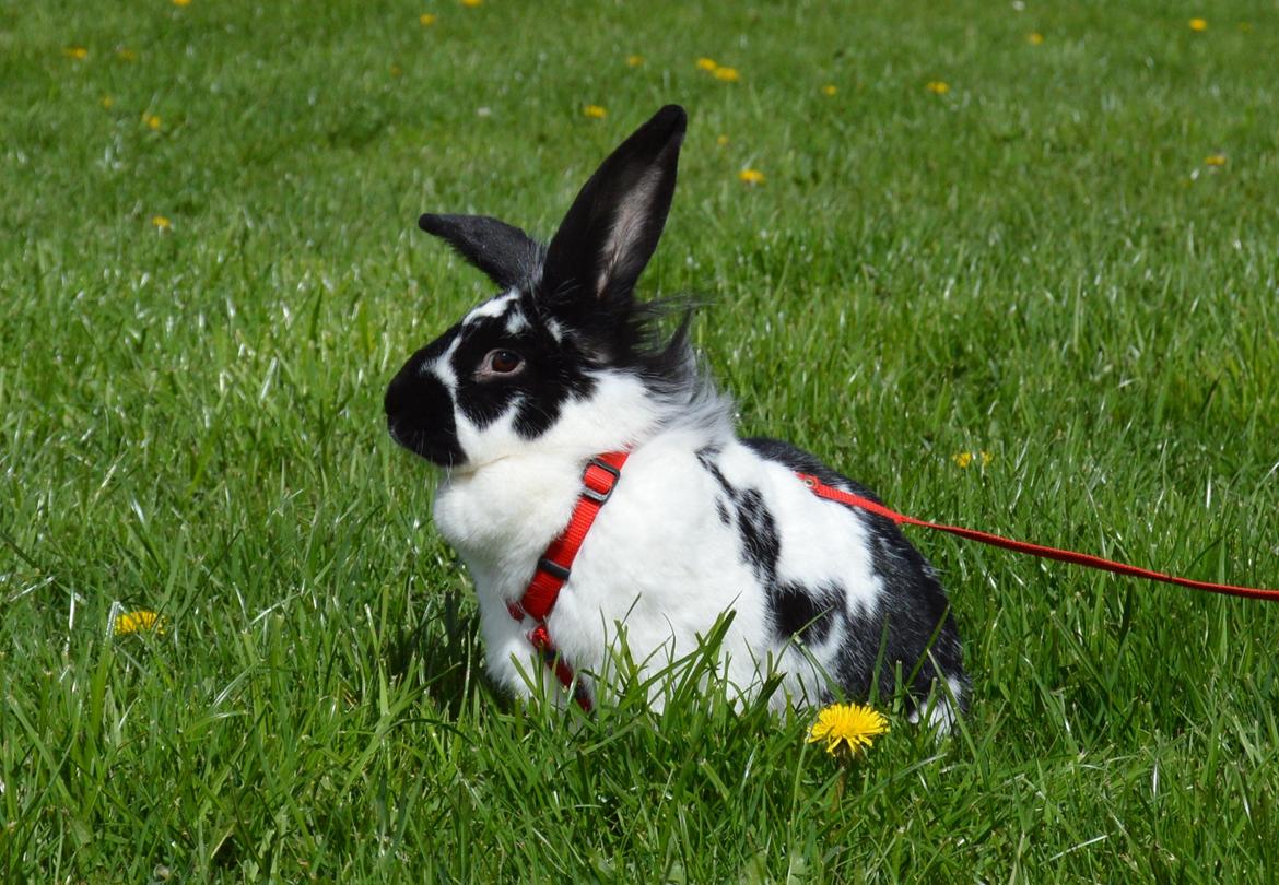 Kanin Tulle - april 2015 billede 2