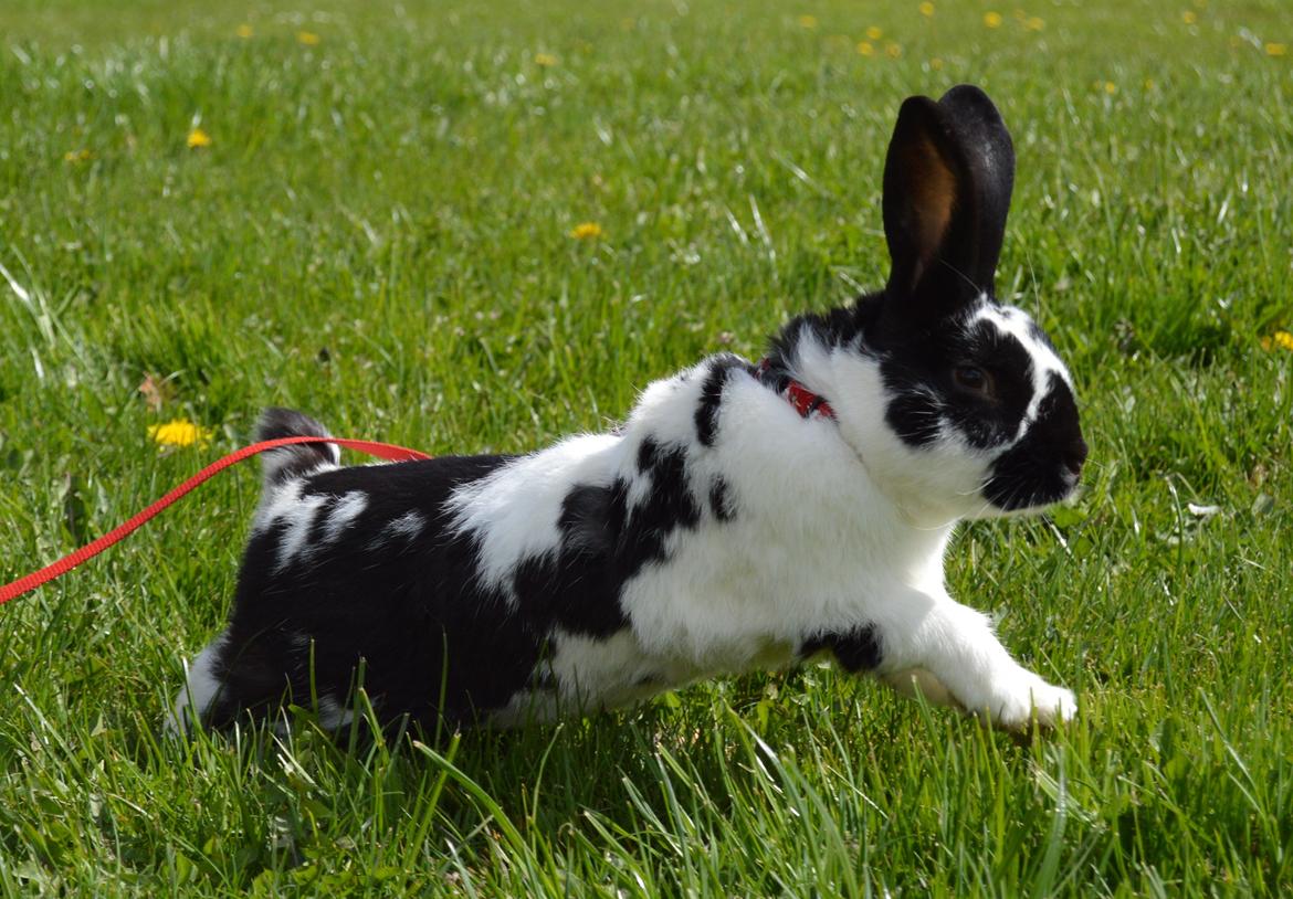 Kanin Nuller - april 2015 billede 1