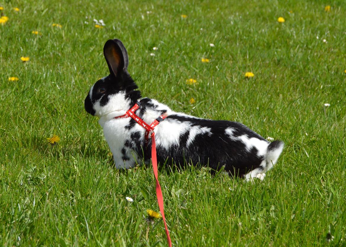 Kanin Nuller - april 2015 billede 3