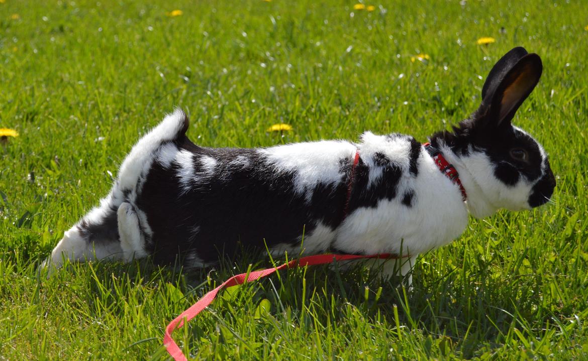 Kanin Nuller - april 2015 billede 4