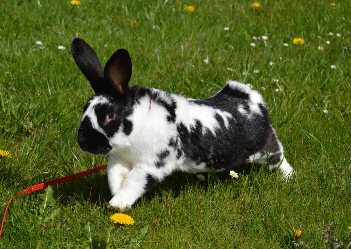 Kanin Nuller - april 2015 billede 2