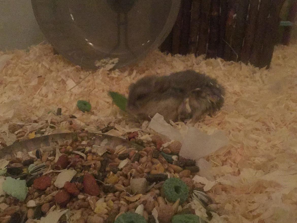 Dværghamster Tumle <3  billede 7