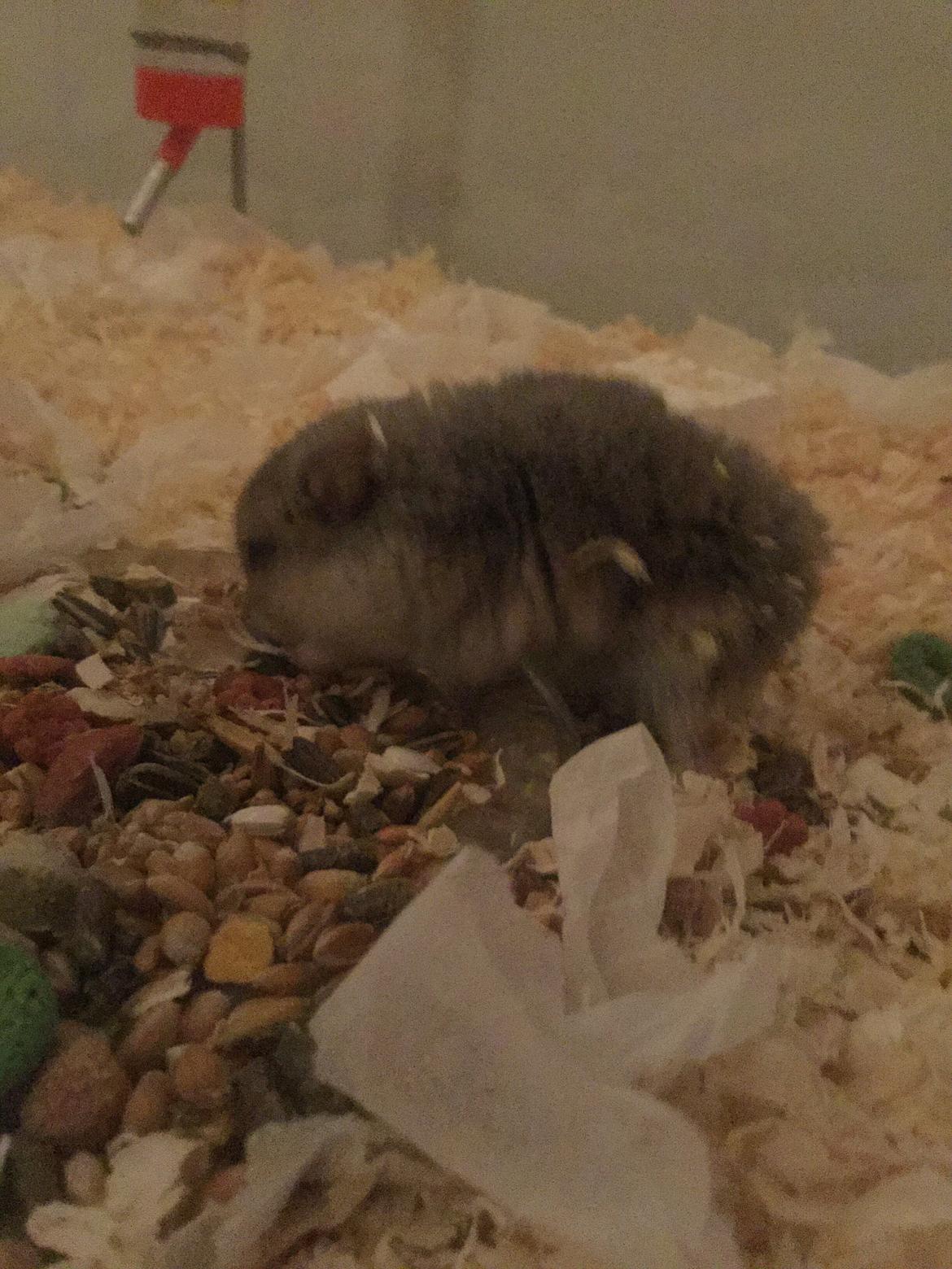 Dværghamster Tumle <3  billede 9