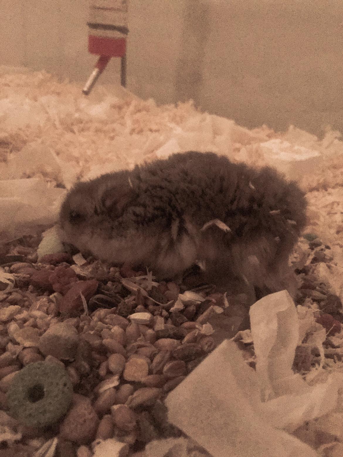 Dværghamster Tumle <3  billede 10