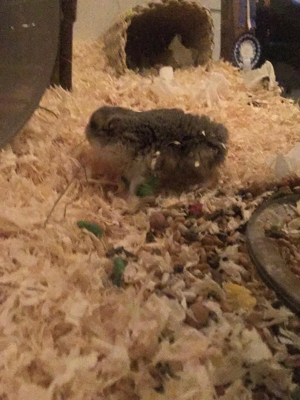 Dværghamster Tumle <3  billede 8