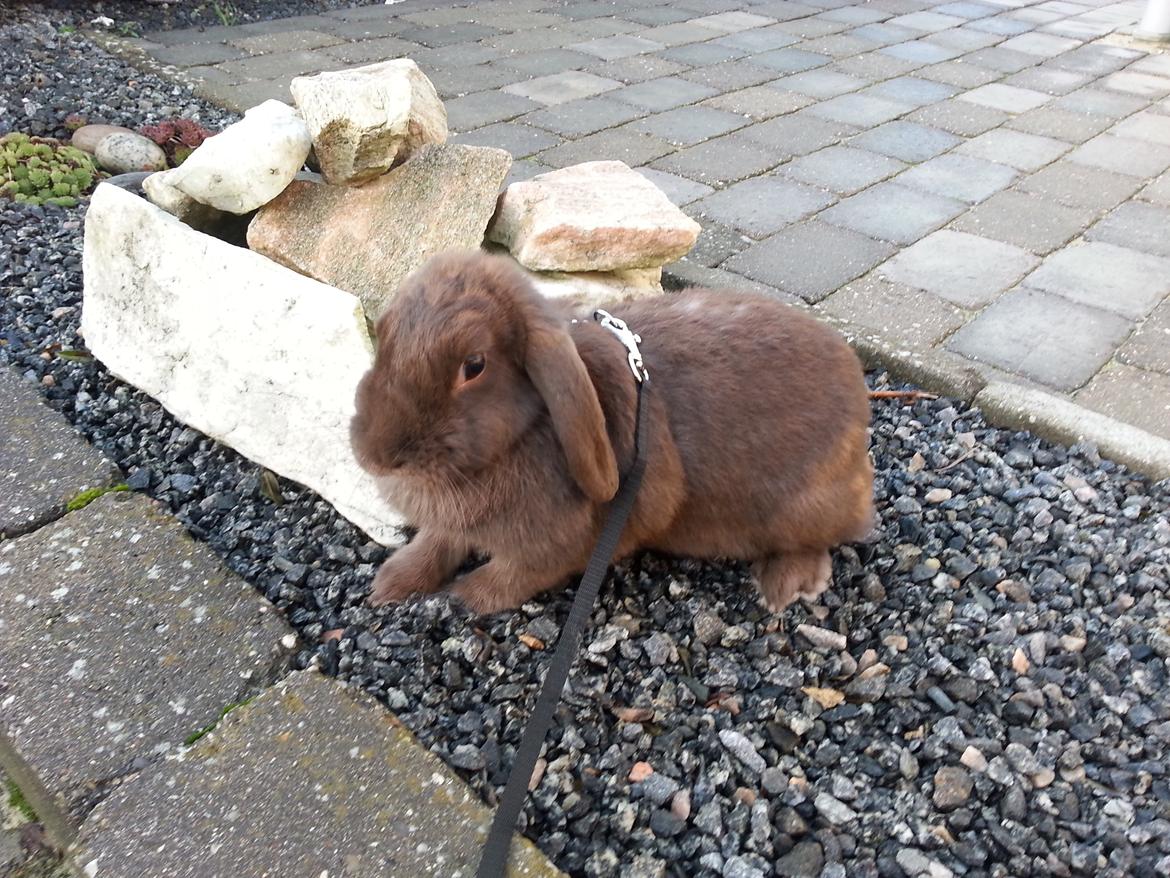 Kanin Coco (Chanel) Diva* billede 1