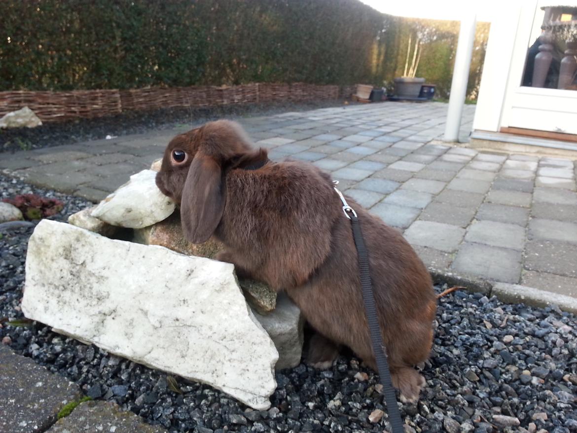 Kanin Coco (Chanel) Diva* billede 2