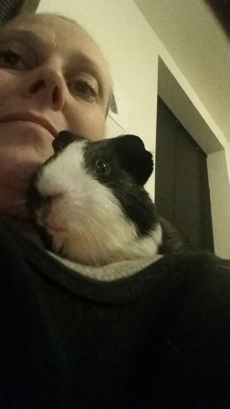 Marsvin Ole - Ole ♡ billede 9