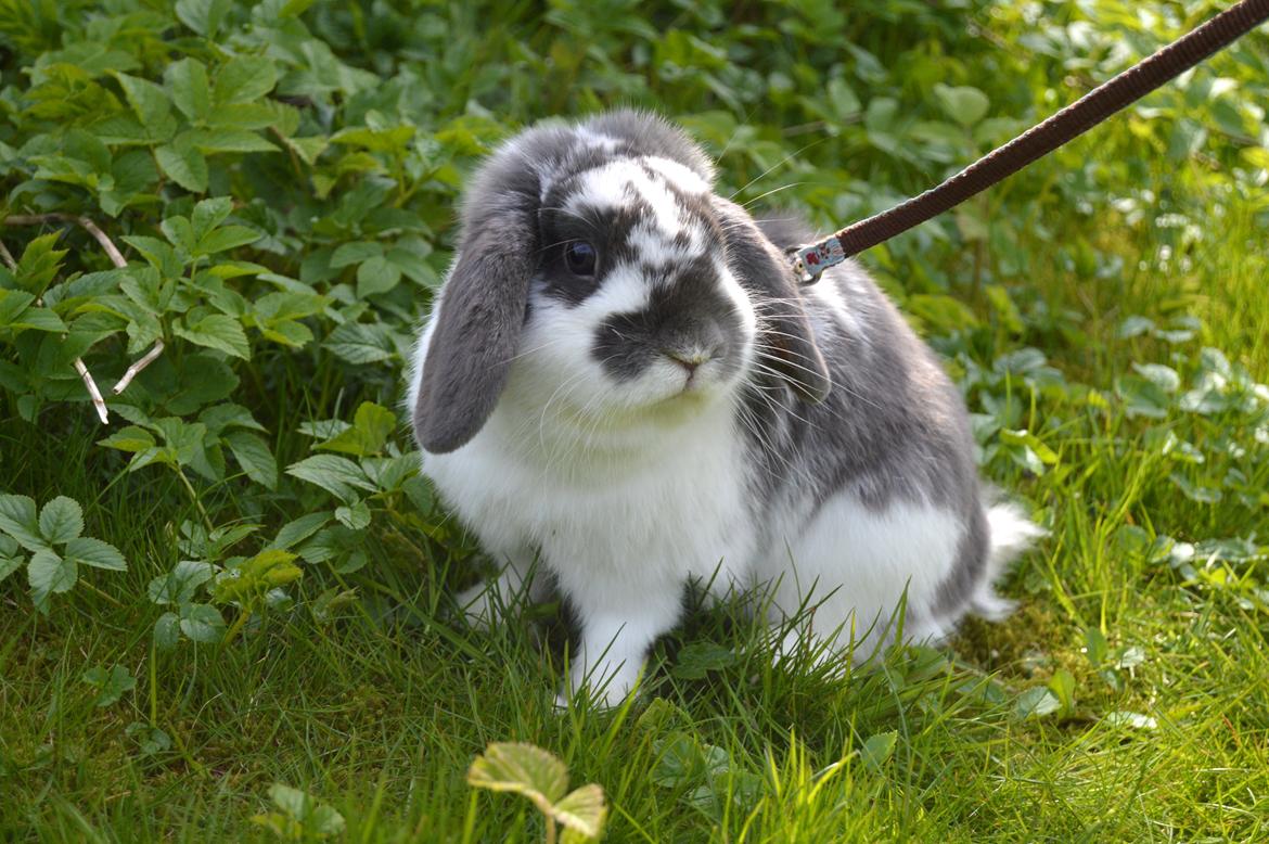 Kanin Wild Blueberry billede 4