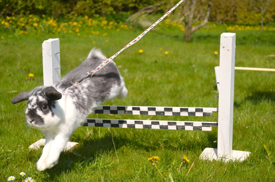 Kanin Wild Blueberry billede 1