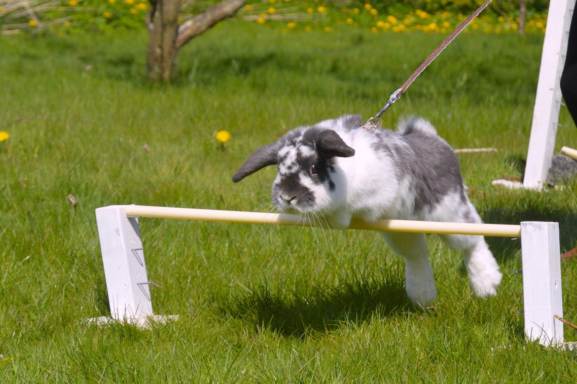 Kanin Wild Blueberry billede 3