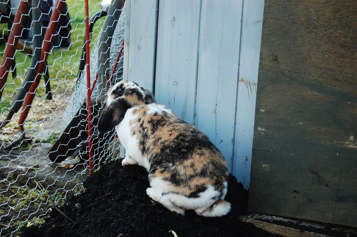 Kanin Madame Madeleine billede 5