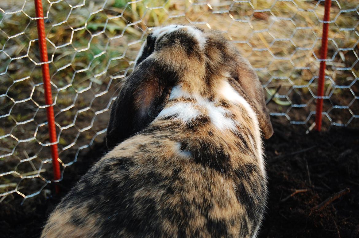 Kanin Madame Madeleine billede 3